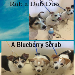 dog grooming 4